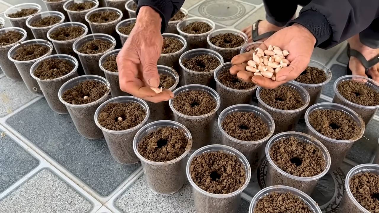 Grow peanuts in foam box