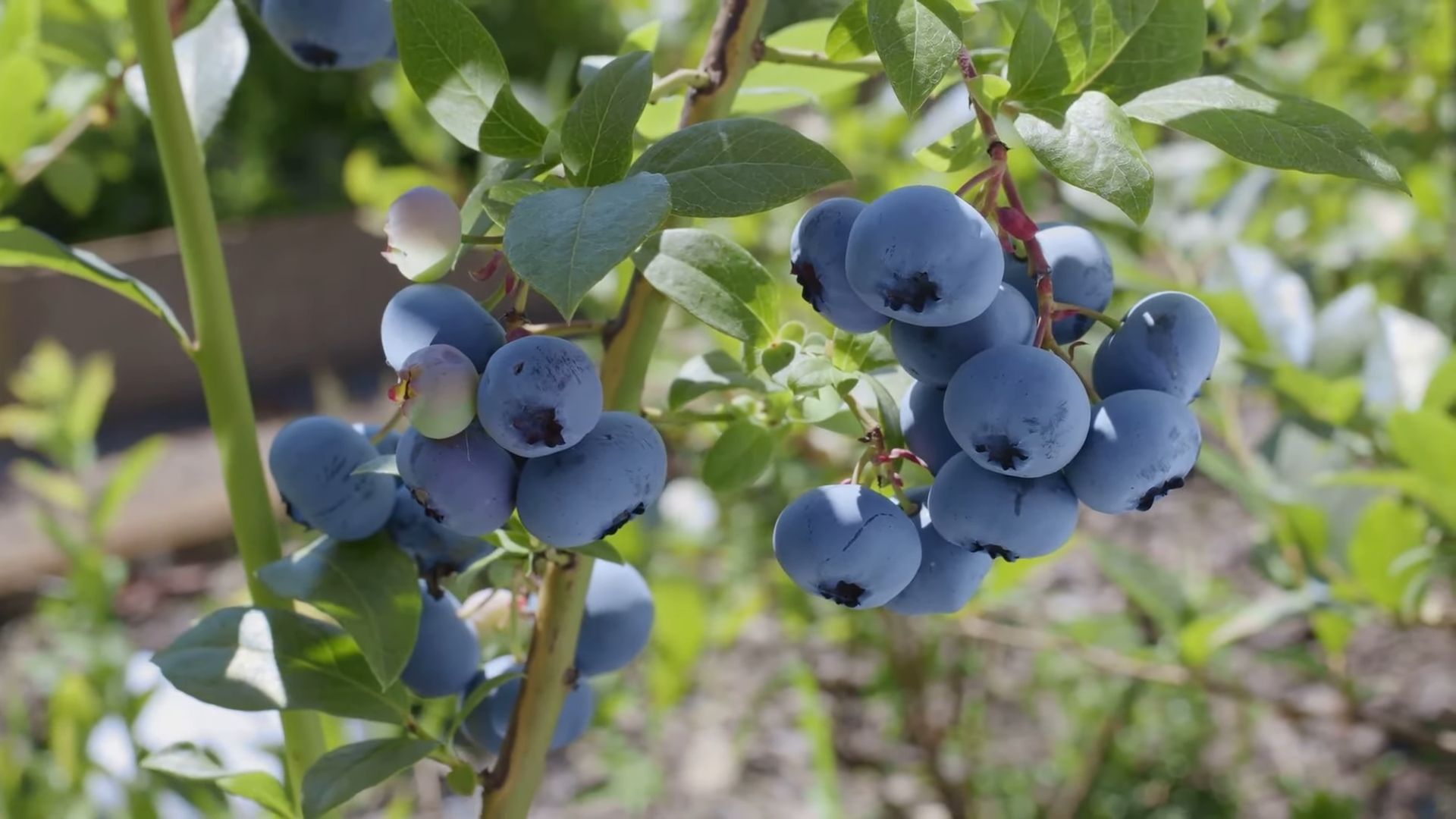 Growing Blueberries from Seed