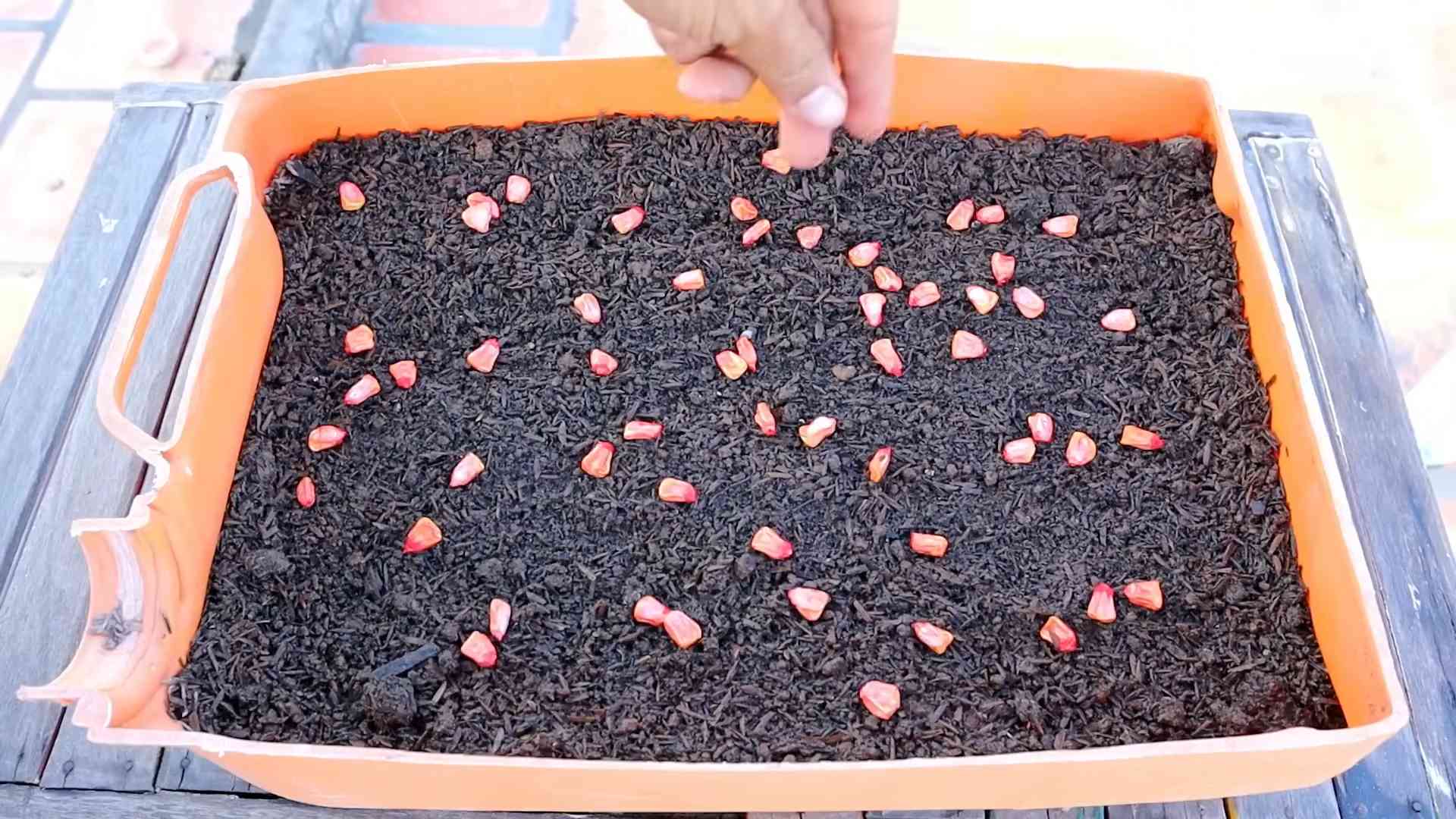 Grow Sweet Corn in Containers