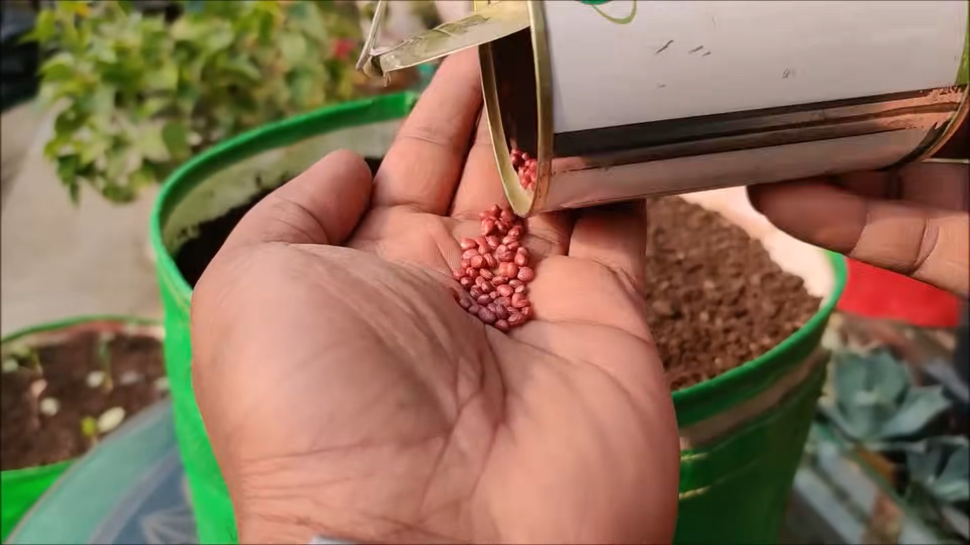 Grow White Radish Quickly