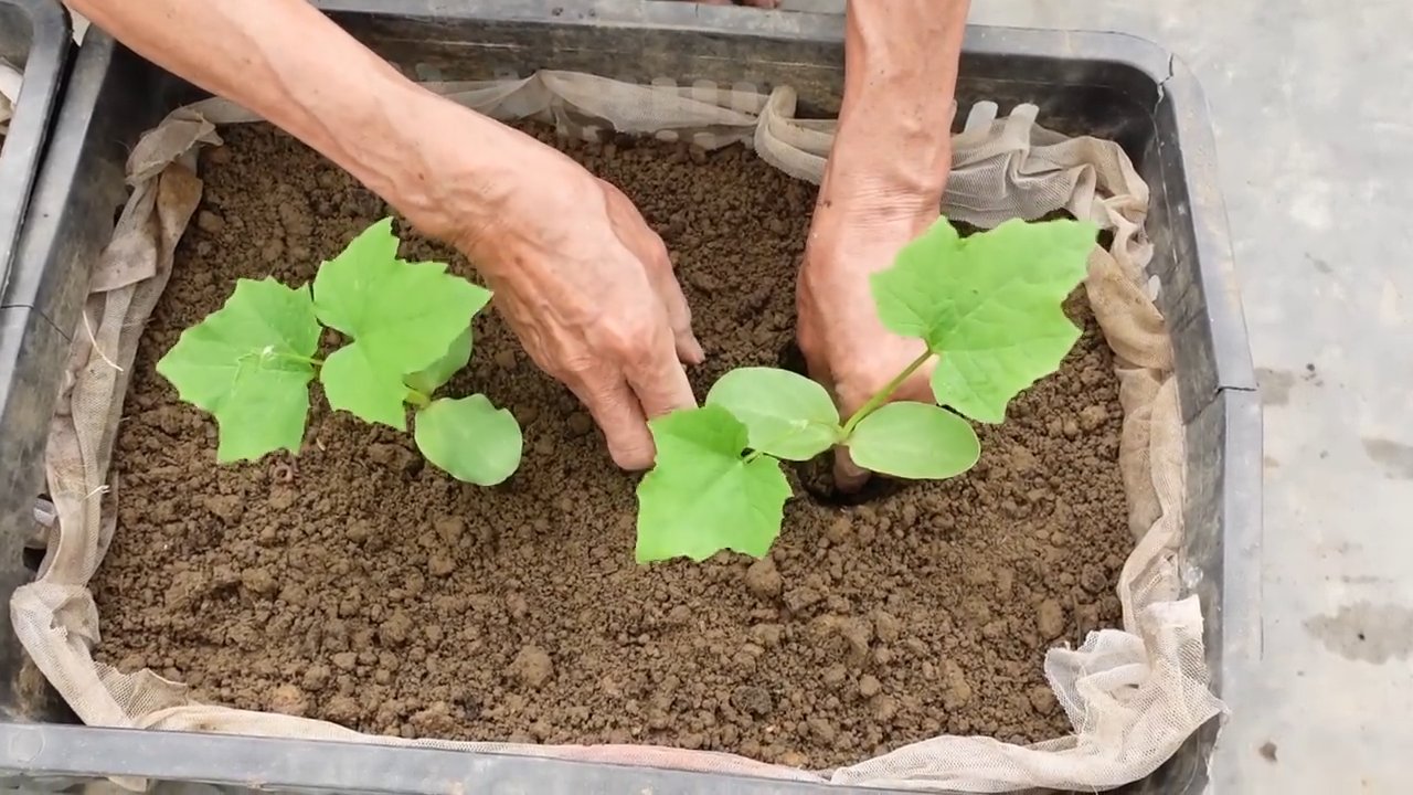 Grow angled luffa at home