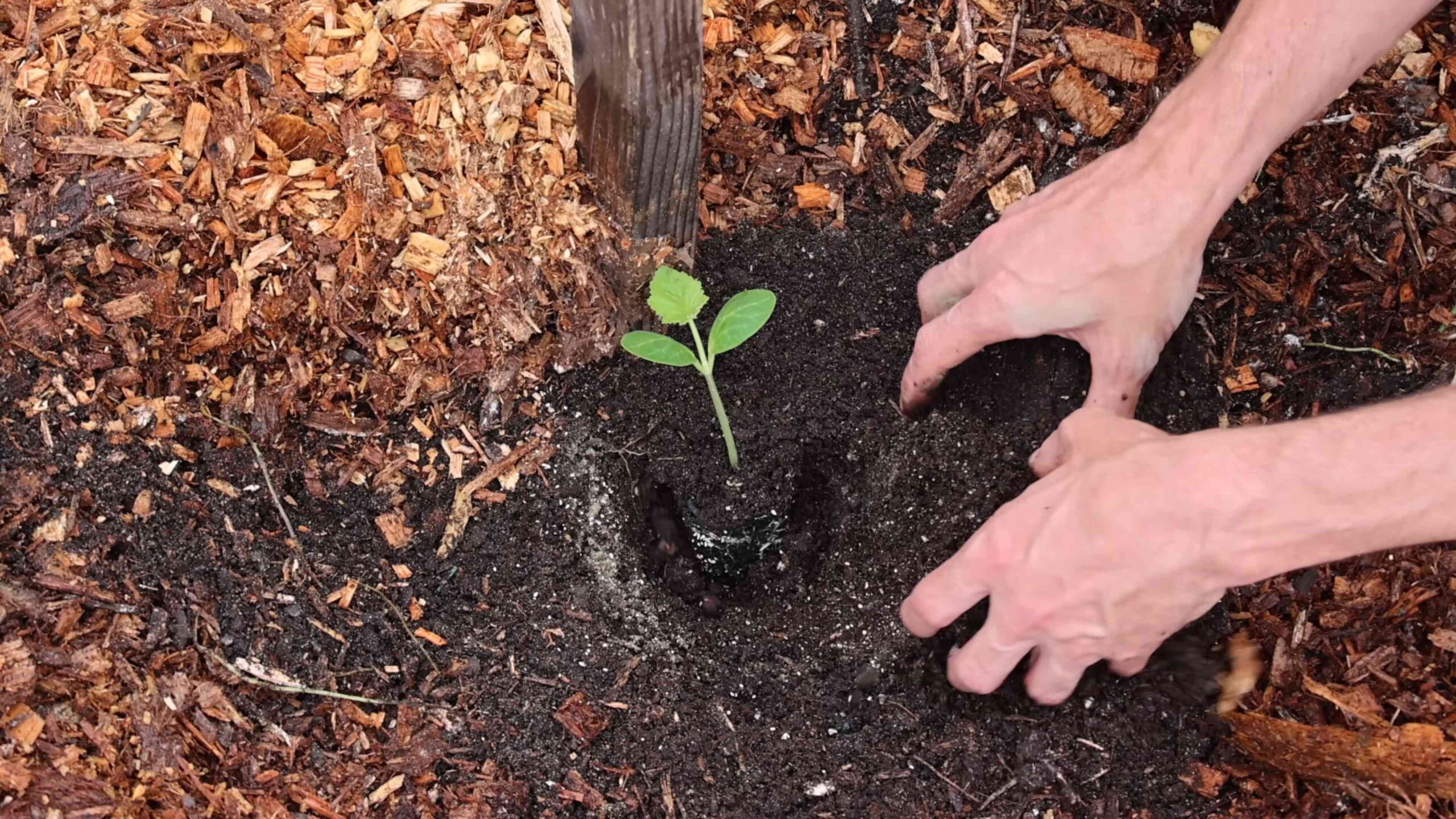 Vertical squash gardening