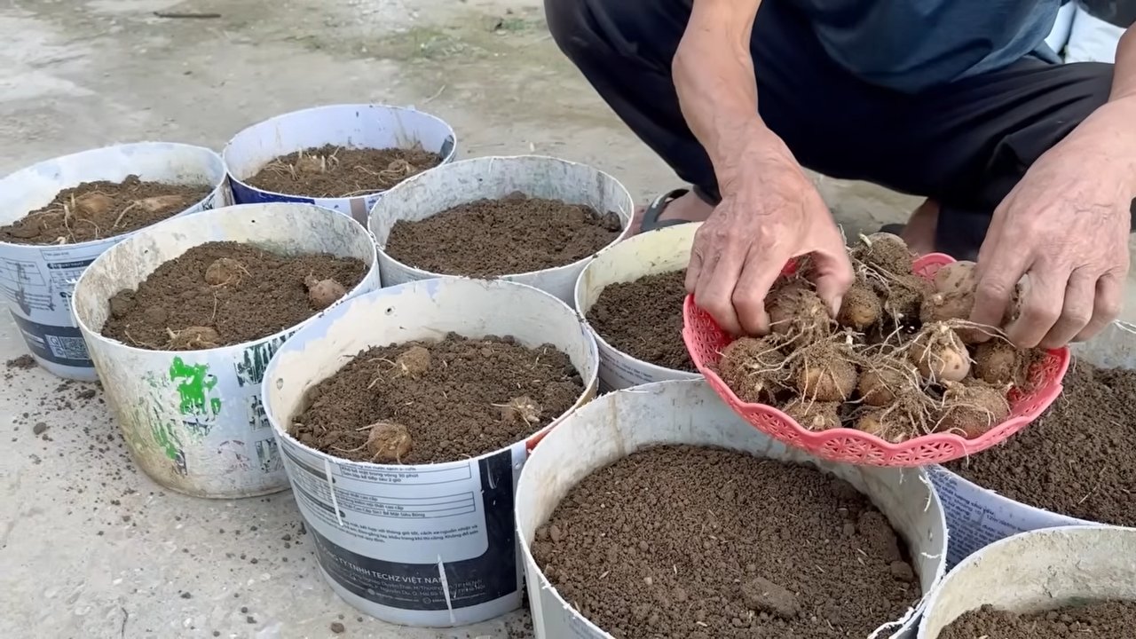 Grow potatoes cheap DIY