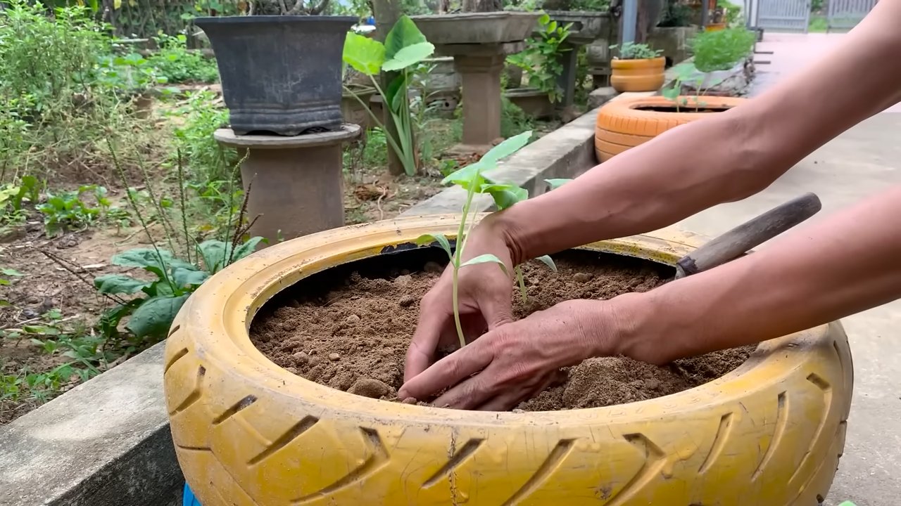 Growing Pumpkins in Tires