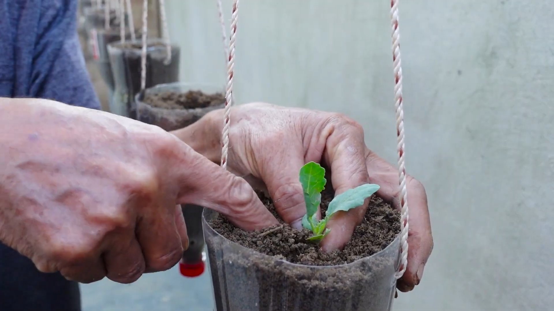 Growing Kohlrabi in Pots