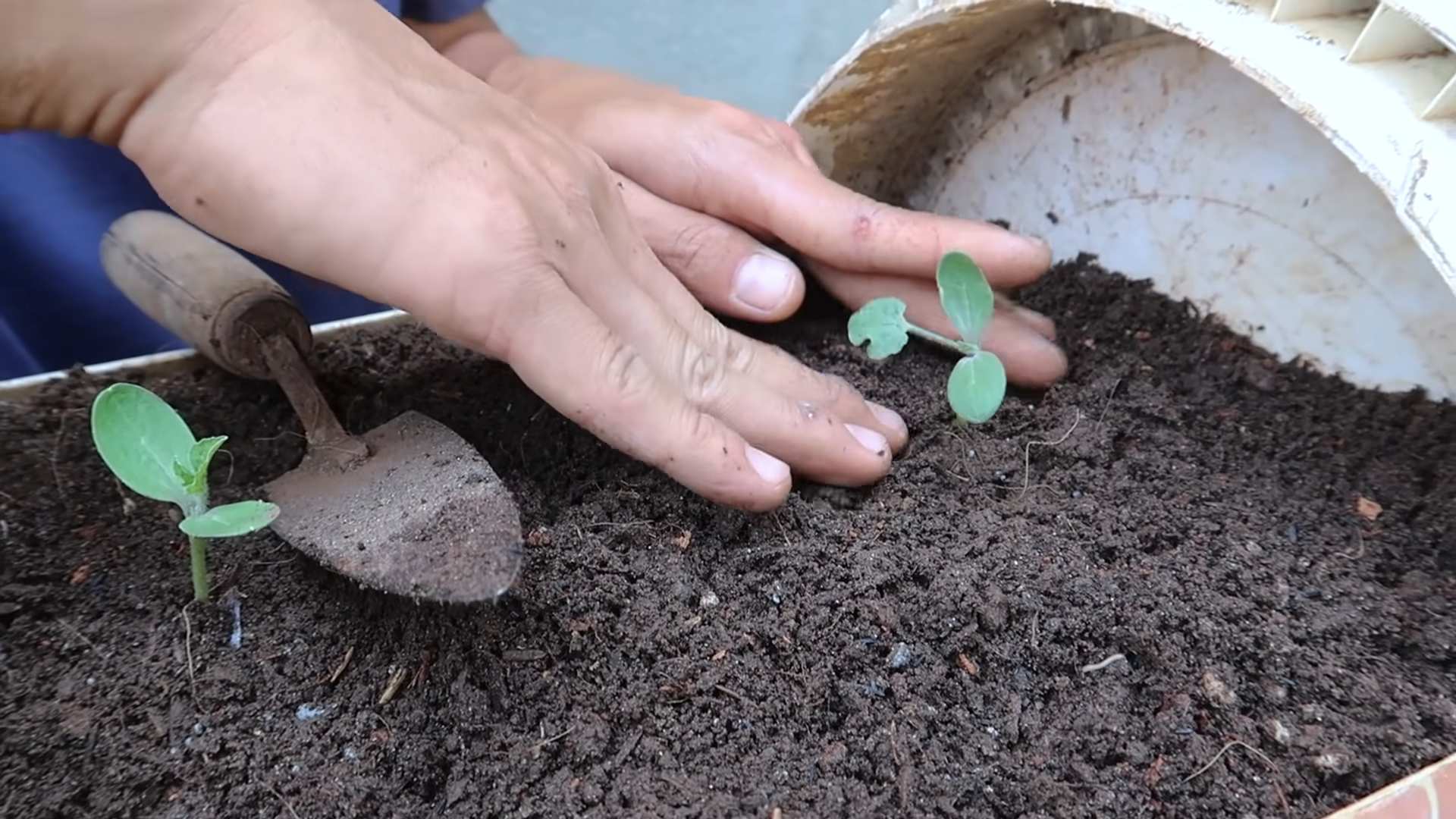 Boost Watermelon Yield