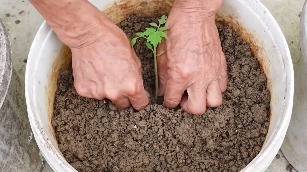 Growing Grape Tomatoes Easily