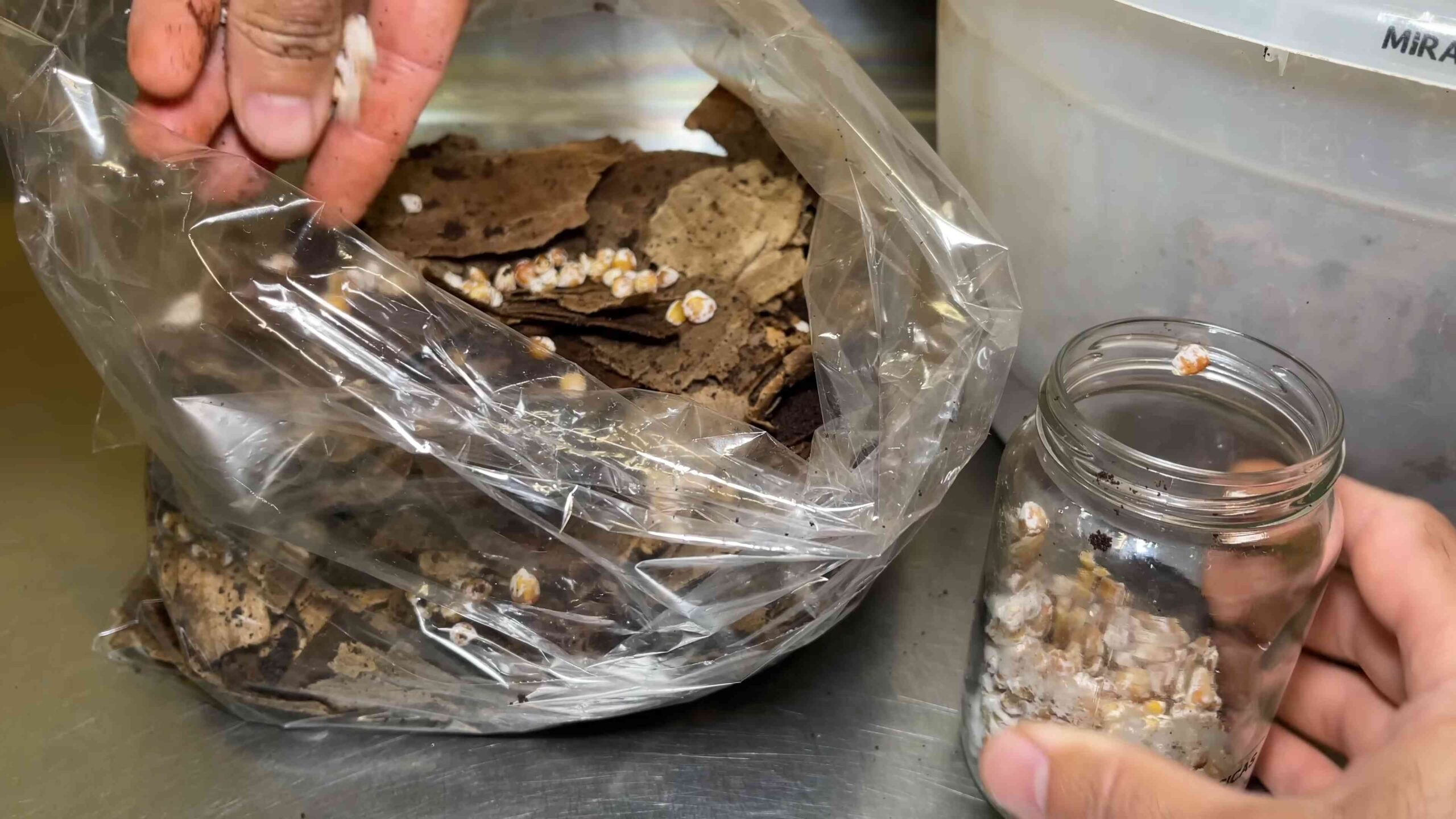 Grow mushrooms at home