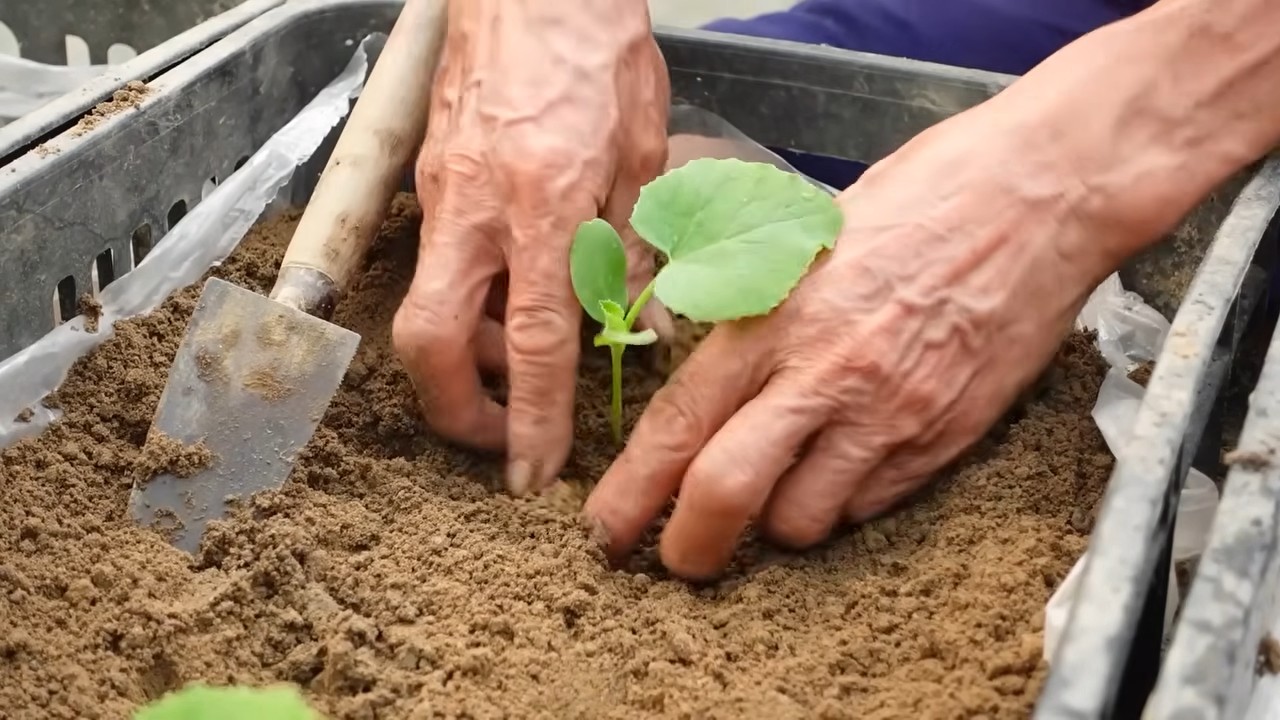 Lazy melon growing hacks