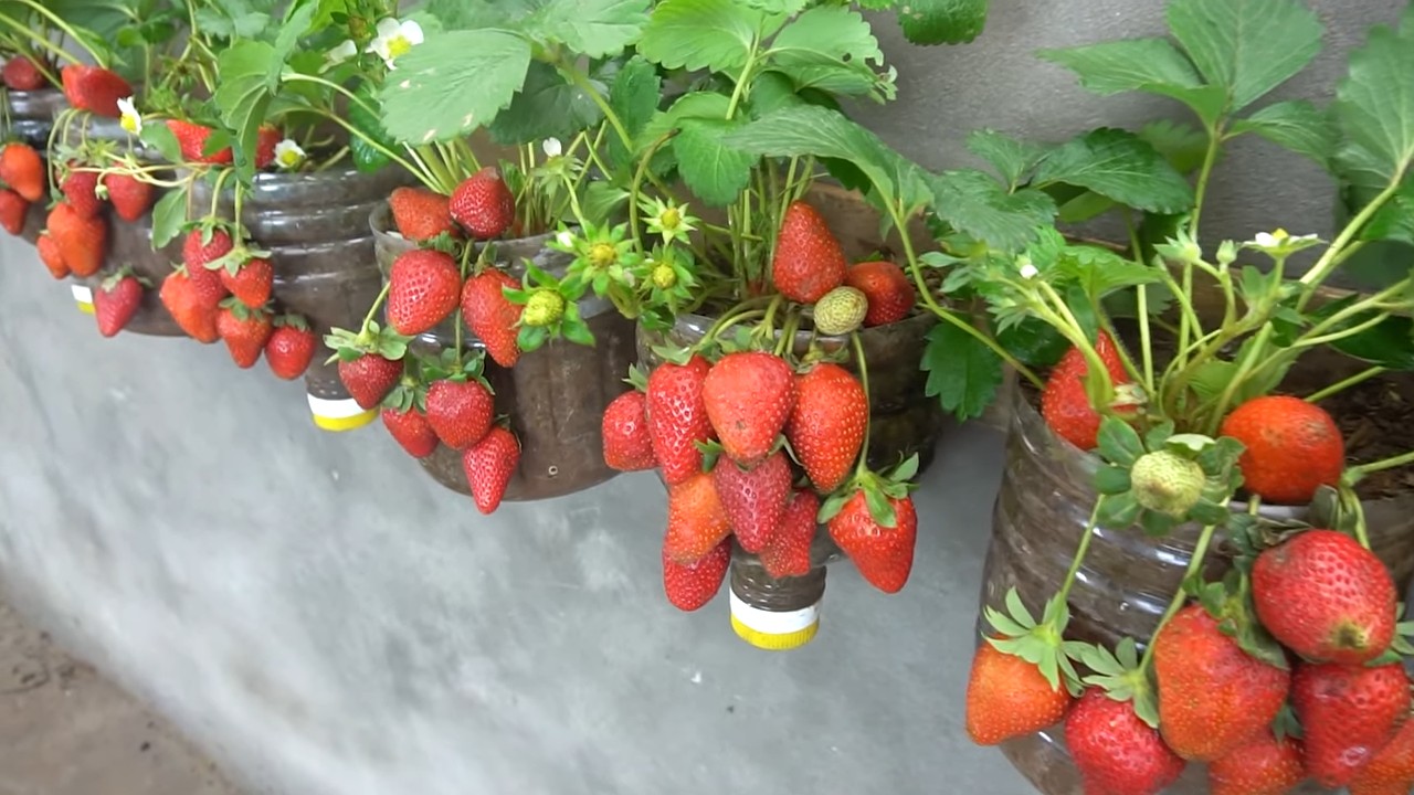 Plastic Bottle Strawberry Growing