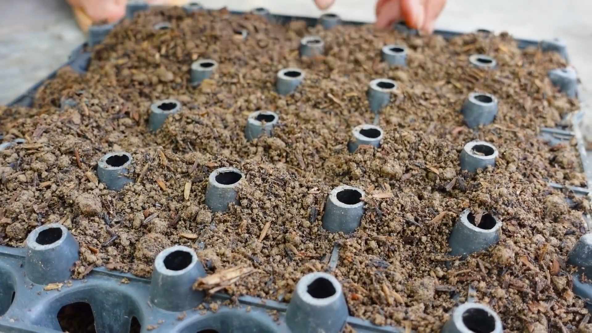 Leaf Mustard Bottle Gardening