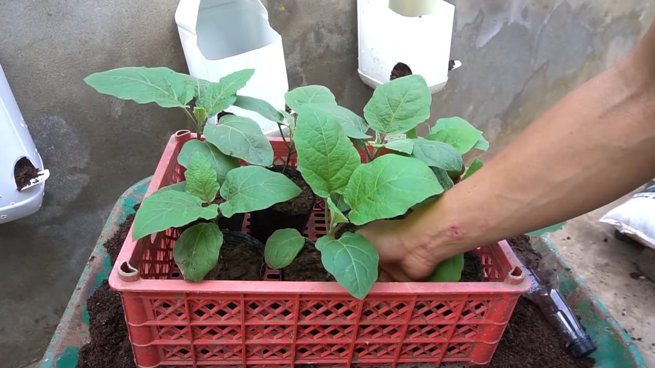 Grow Hanging Chayote