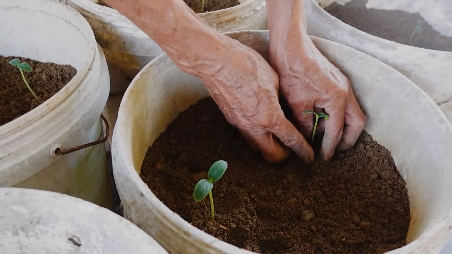 Growing Healthy Cucumbers