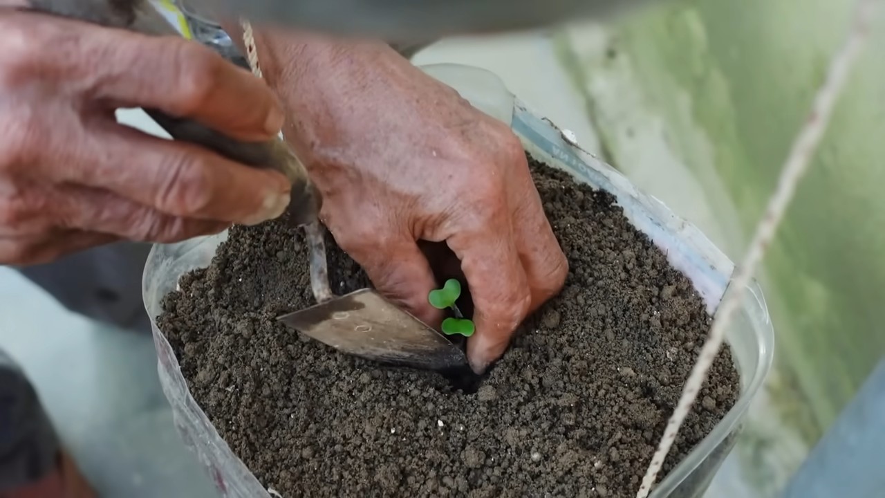 Bottled Cabbage Gardening