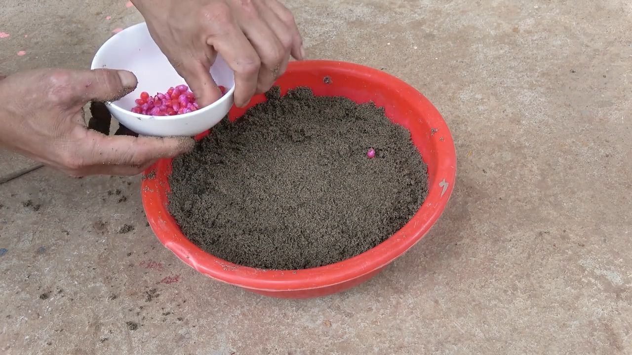 Growing Corn in Containers