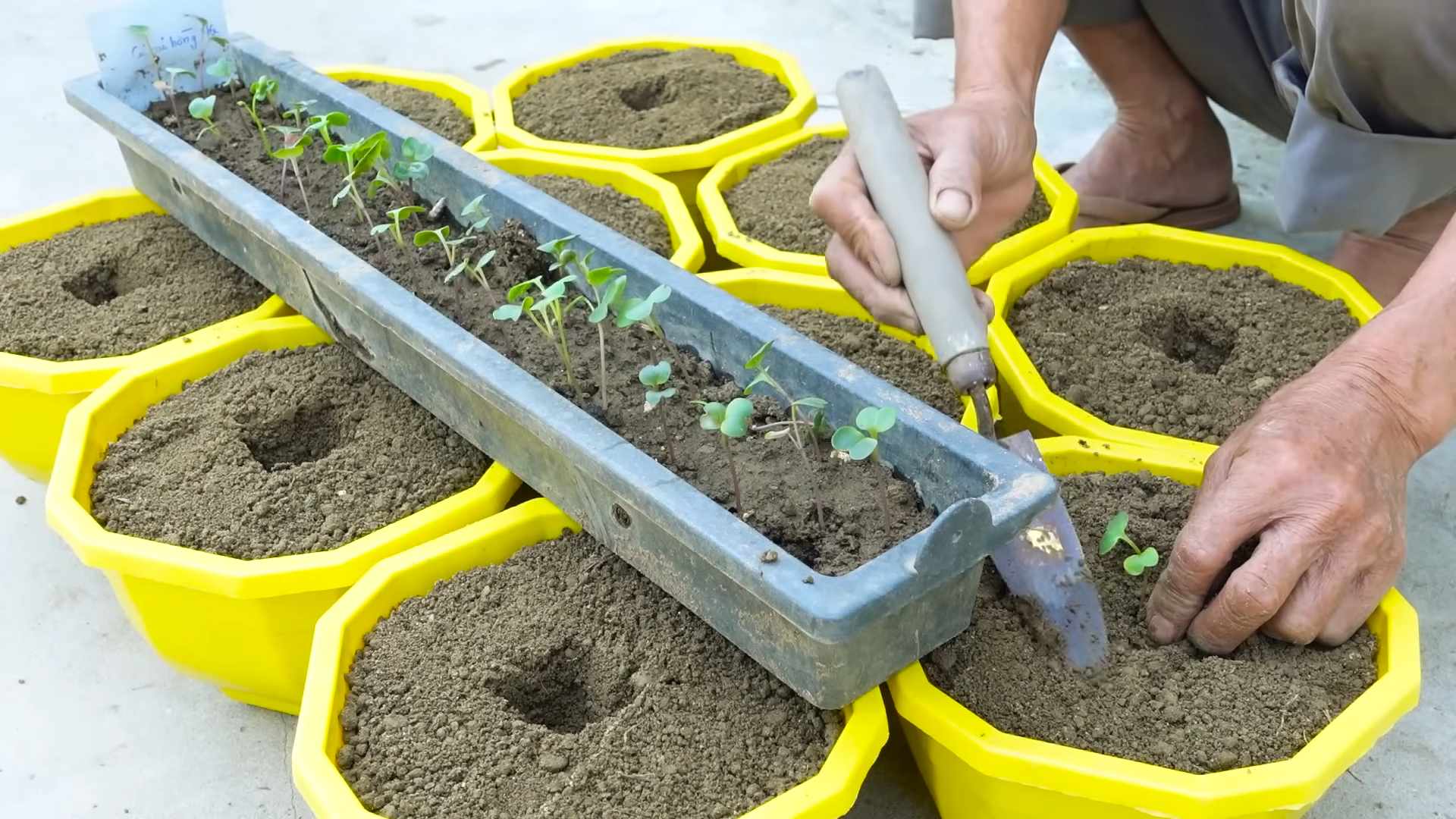 Growing Pink Radish