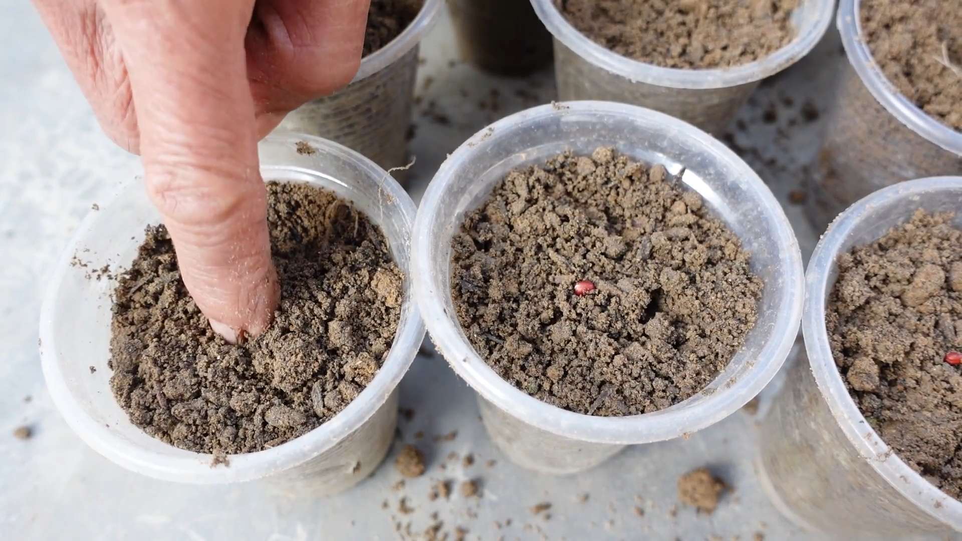 Grow radishes at home