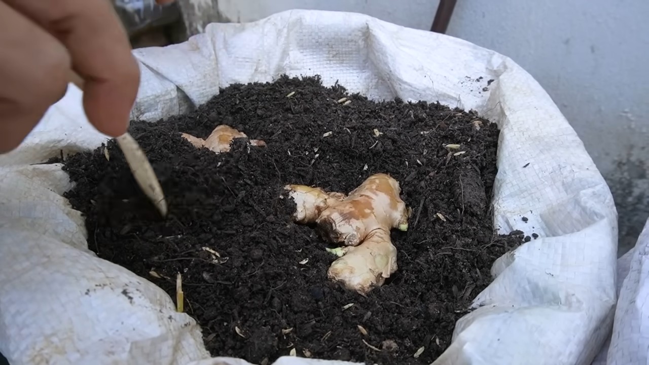 Grow ginger at home