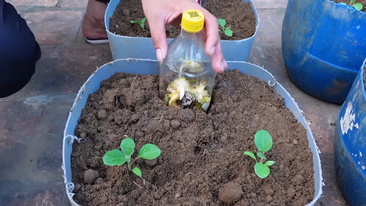 Grow Massive Eggplant Harvest