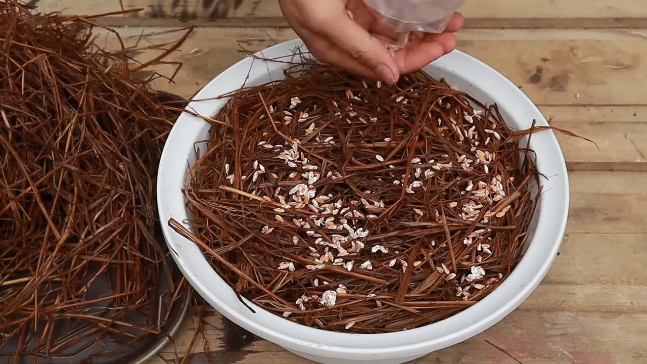 Grow mushrooms at home