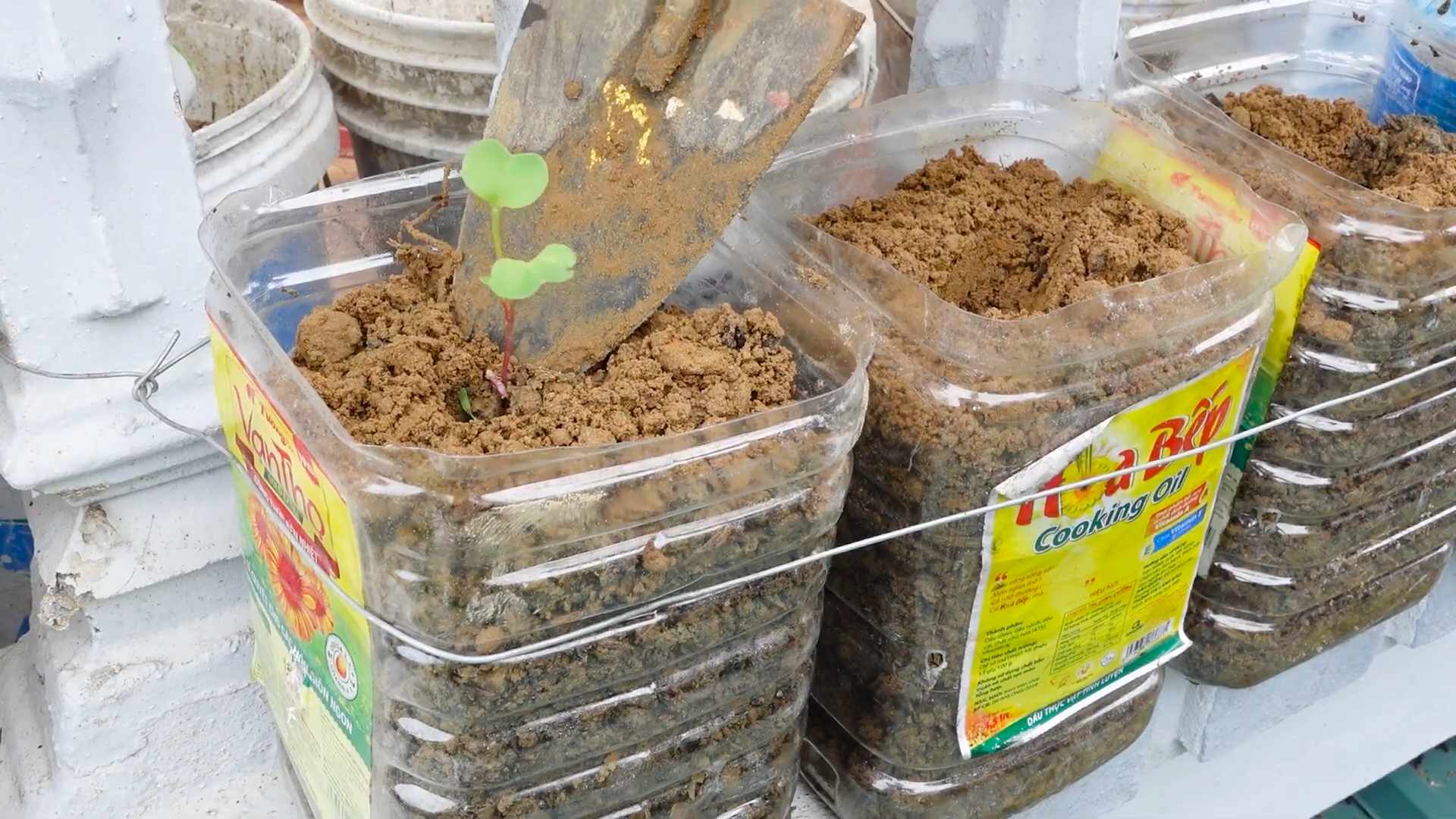 Grow radishes at home