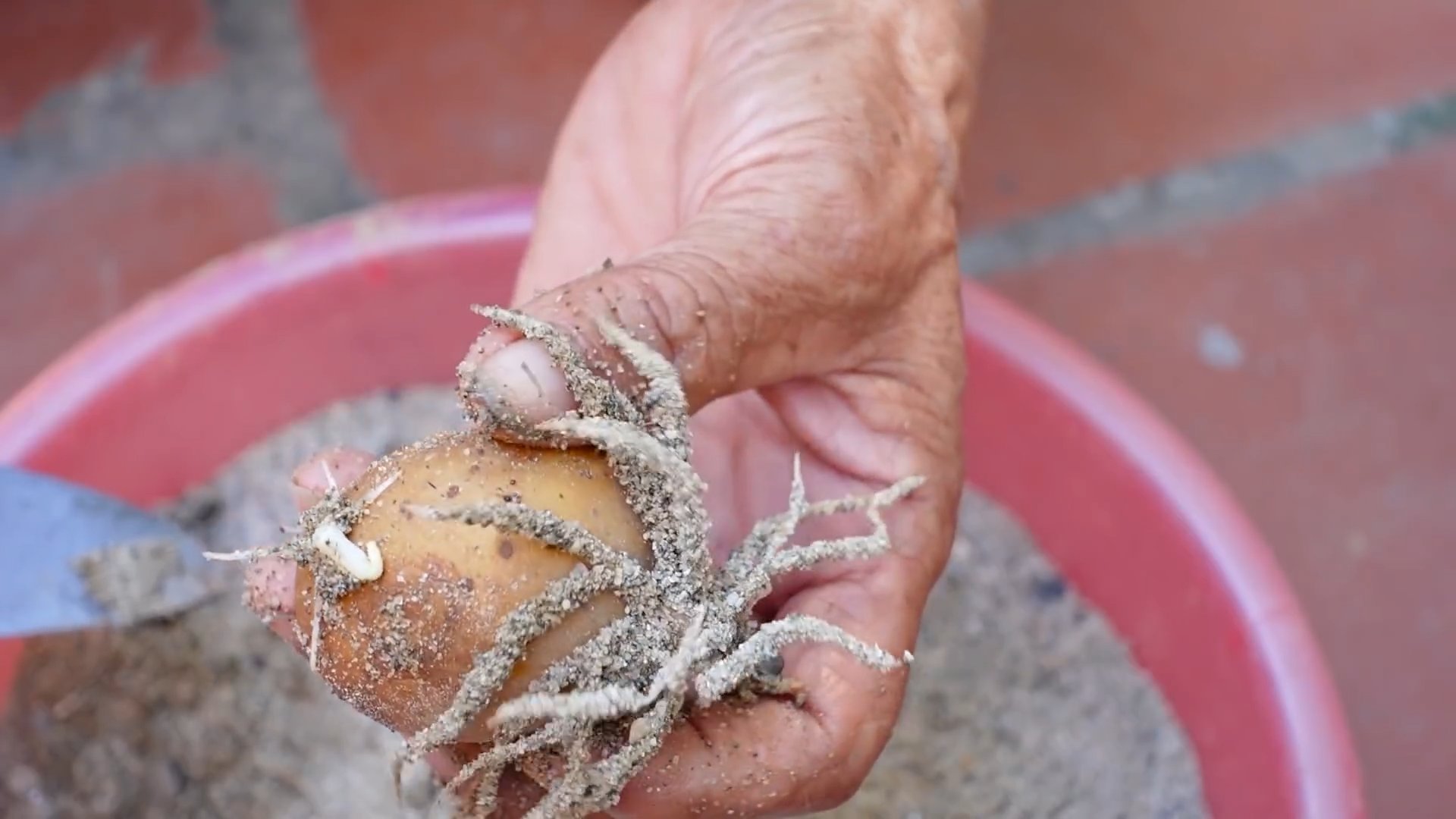Grow Potatoes in Containers
