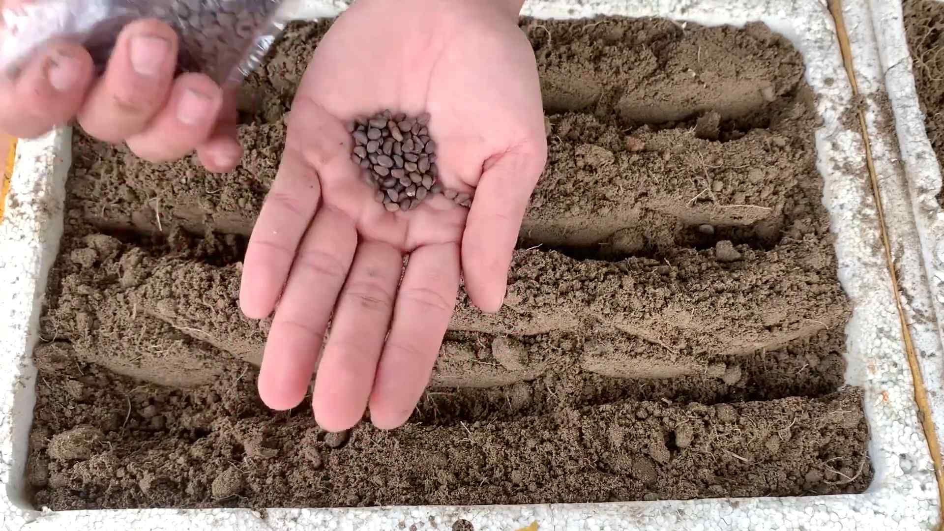 Growing Water Spinach Terrace