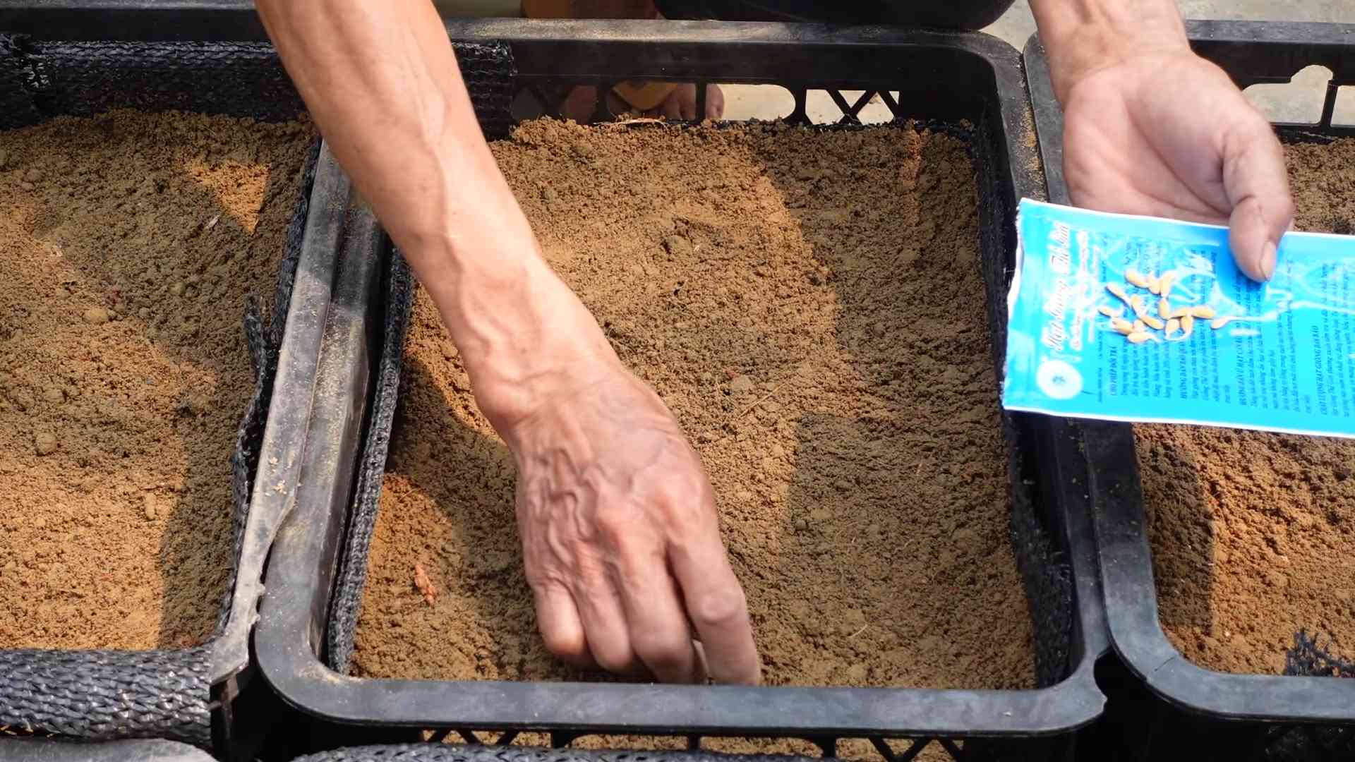 Grow cantaloupe at home
