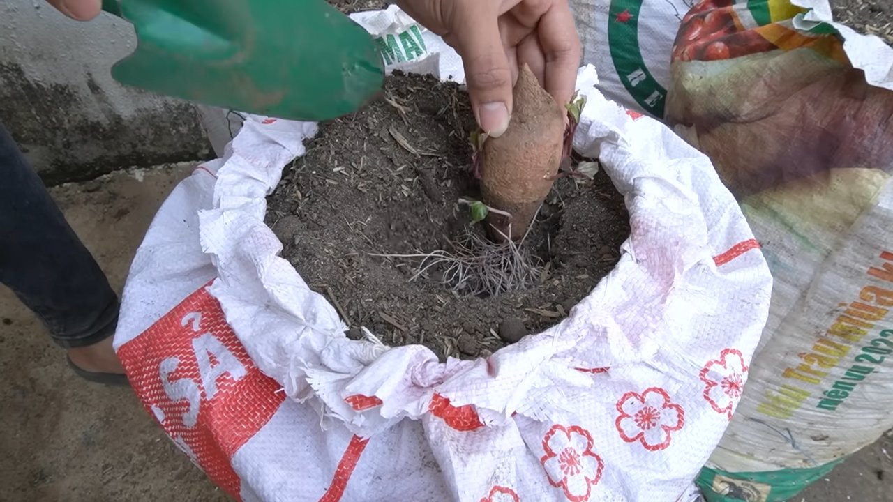 Sweet Potatoes in Soil Bags