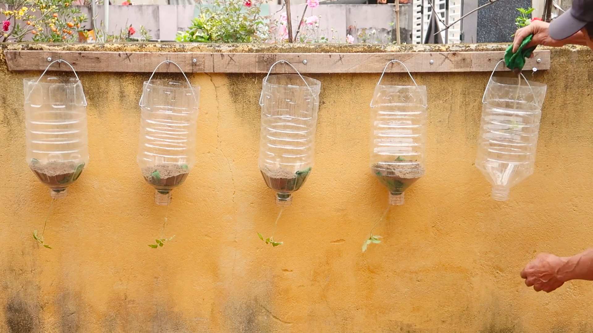 Indoor tomato growing