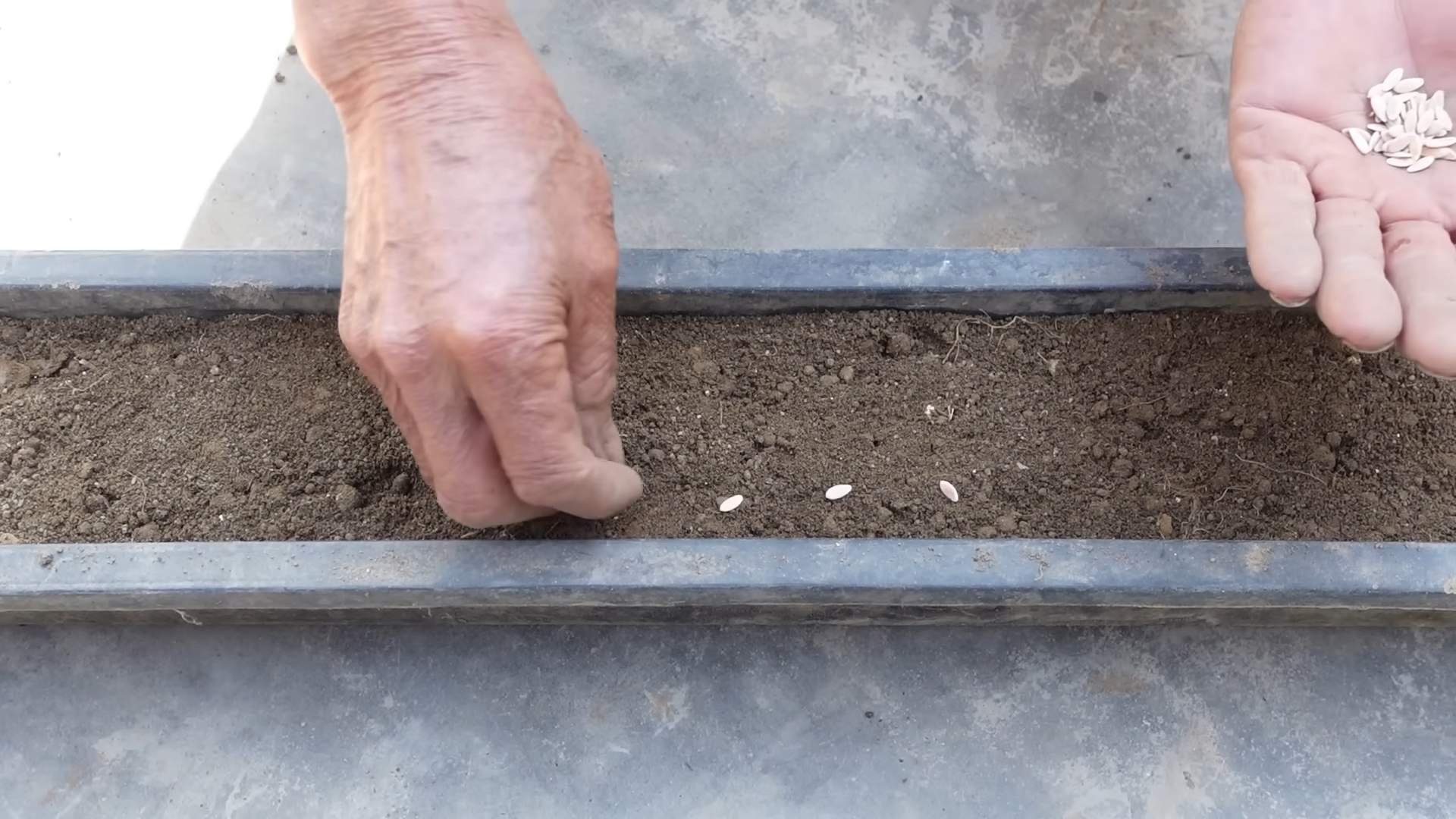 Grow high yield cucumbers