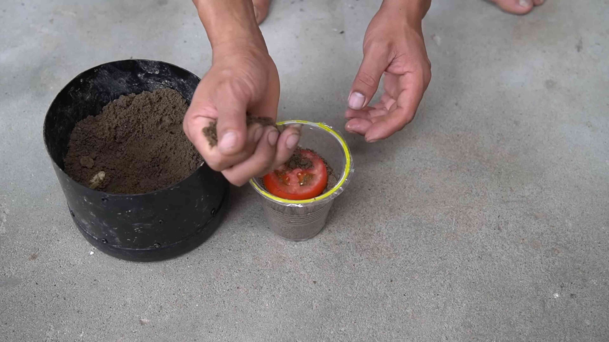 Growing Flavorful Tomatoes Home