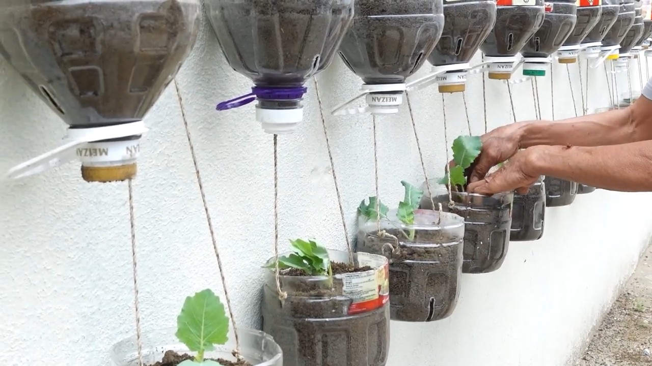 Plastic Bottle Cabbage Garden