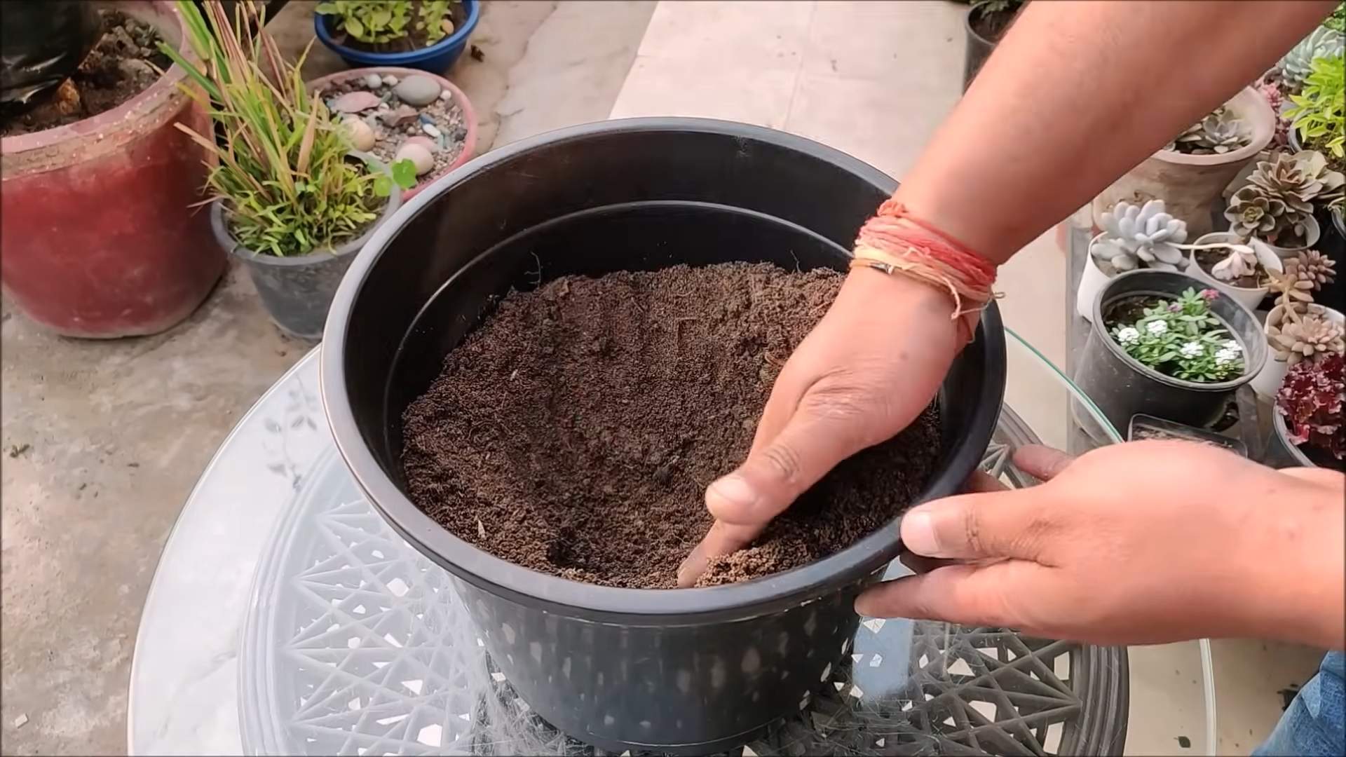 Grow Guava in Pot