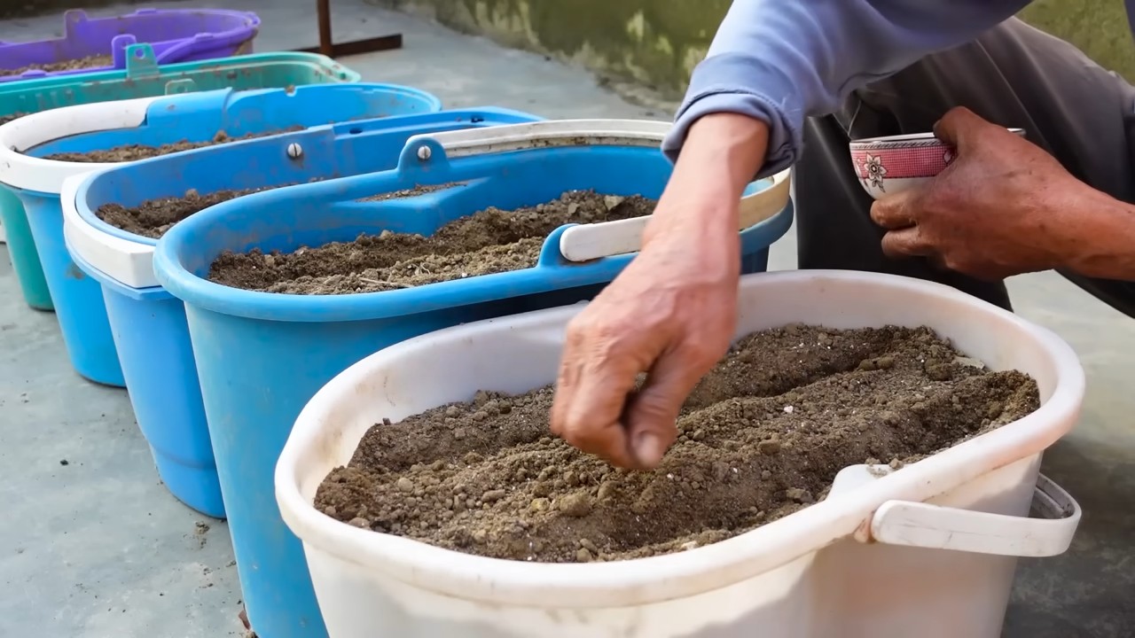 Grow Carrots At Home