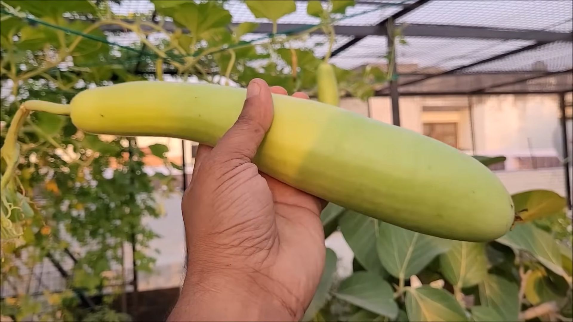 Growing Bottle Gourd Small Spaces