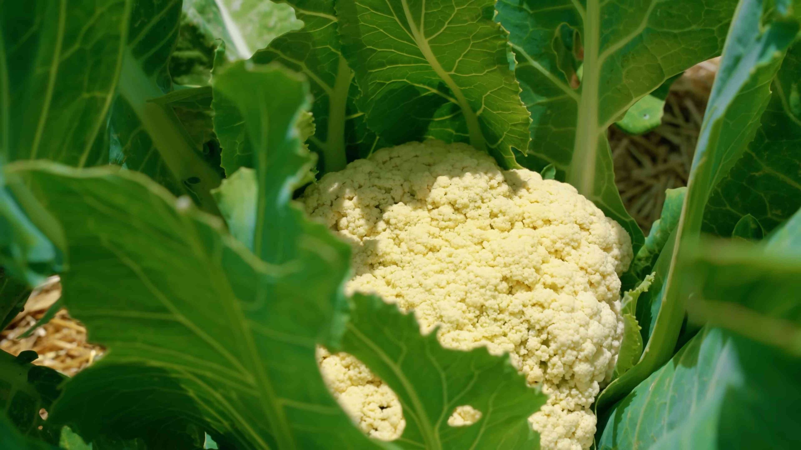 Grow Cauliflower at Home