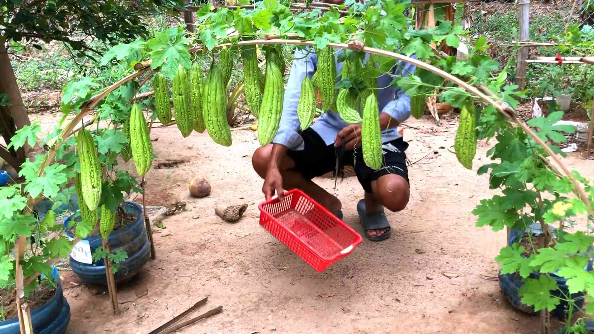 Grow Bitter Melon Home