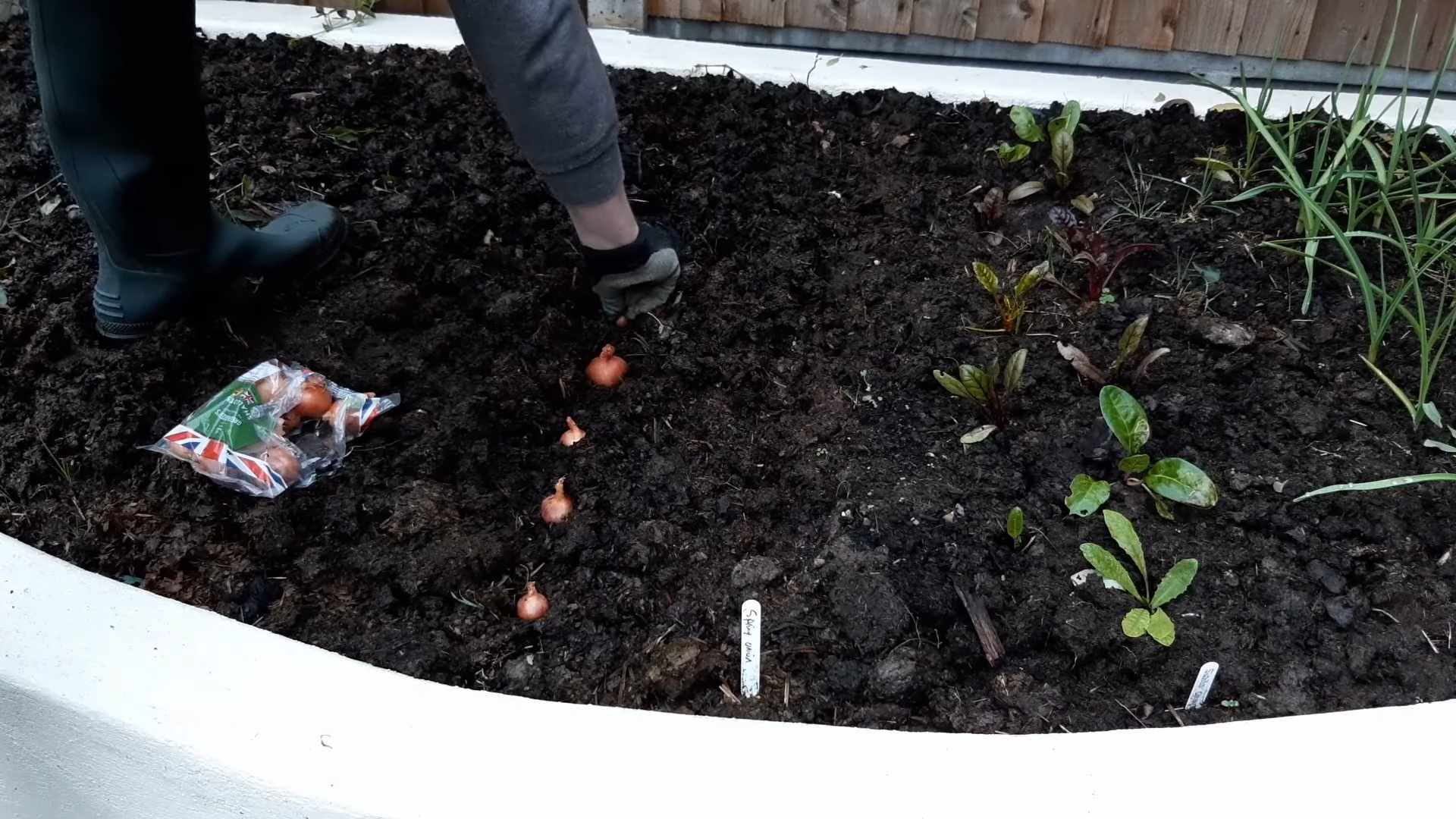 Grow Shallots at Home
