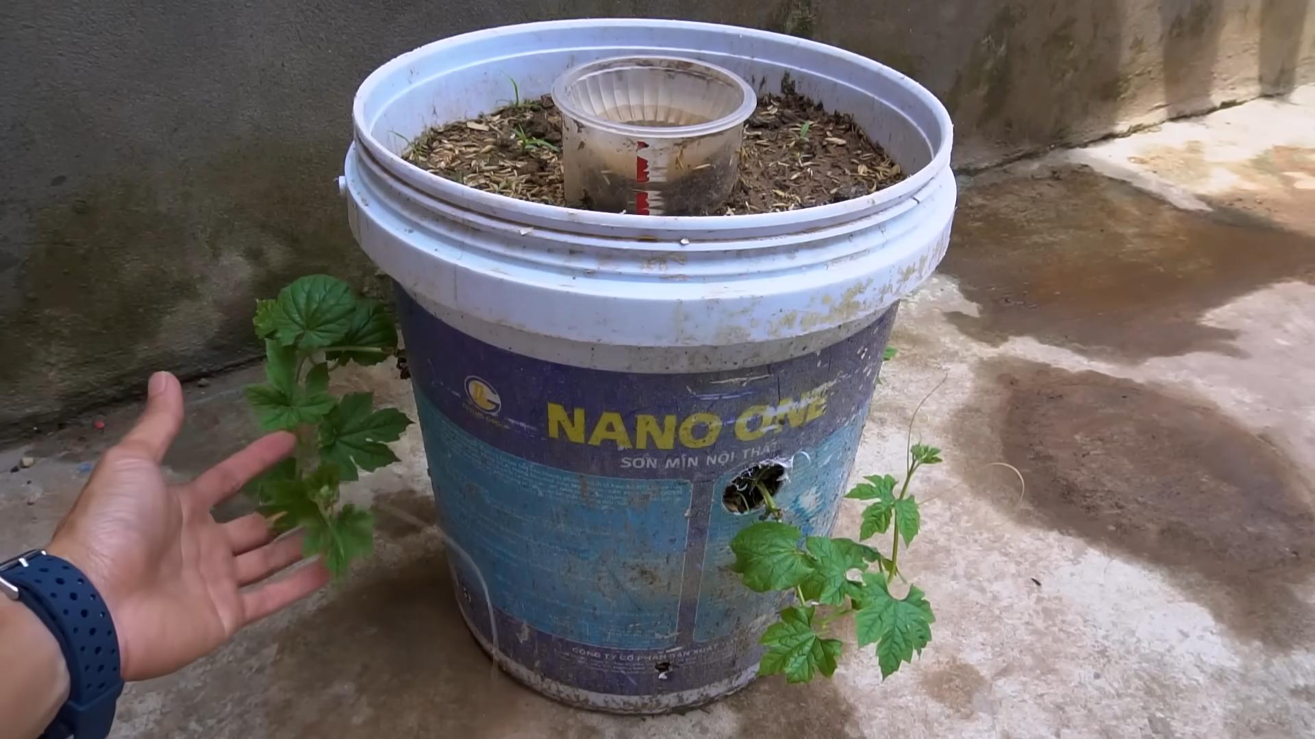 Bitter Gourd Growing Guide