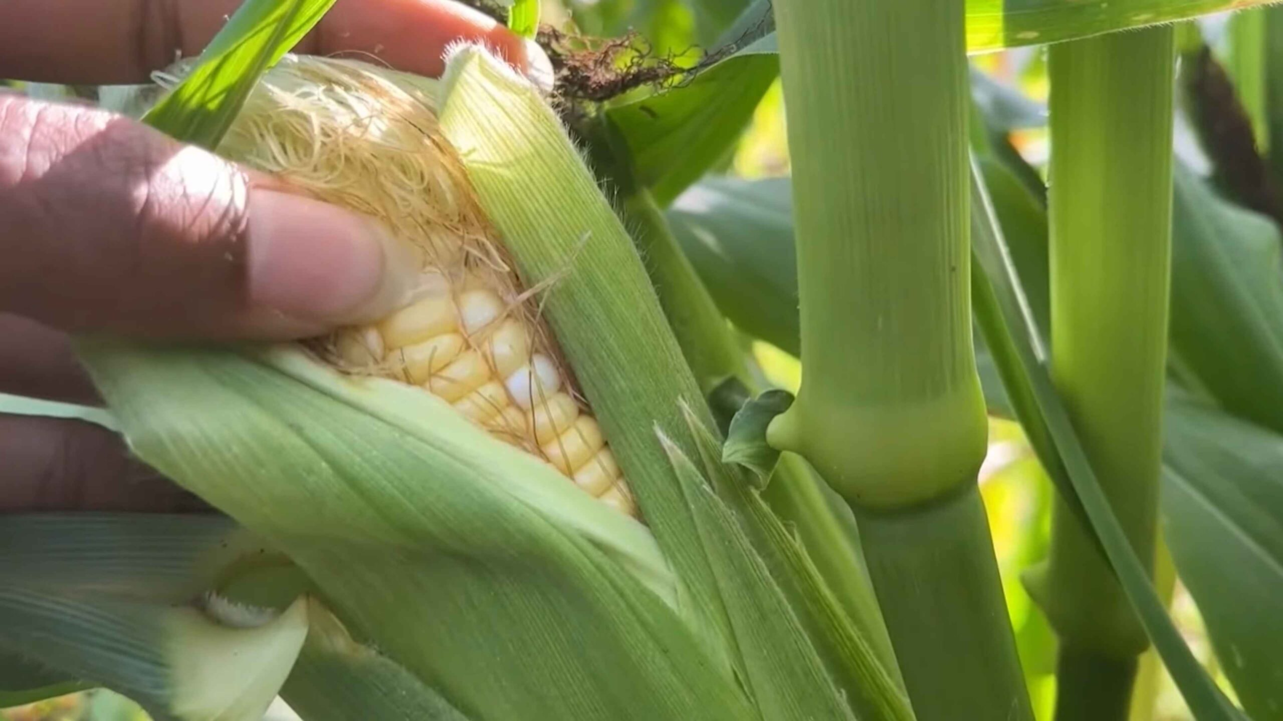 Growing Sweet Corn Backyard