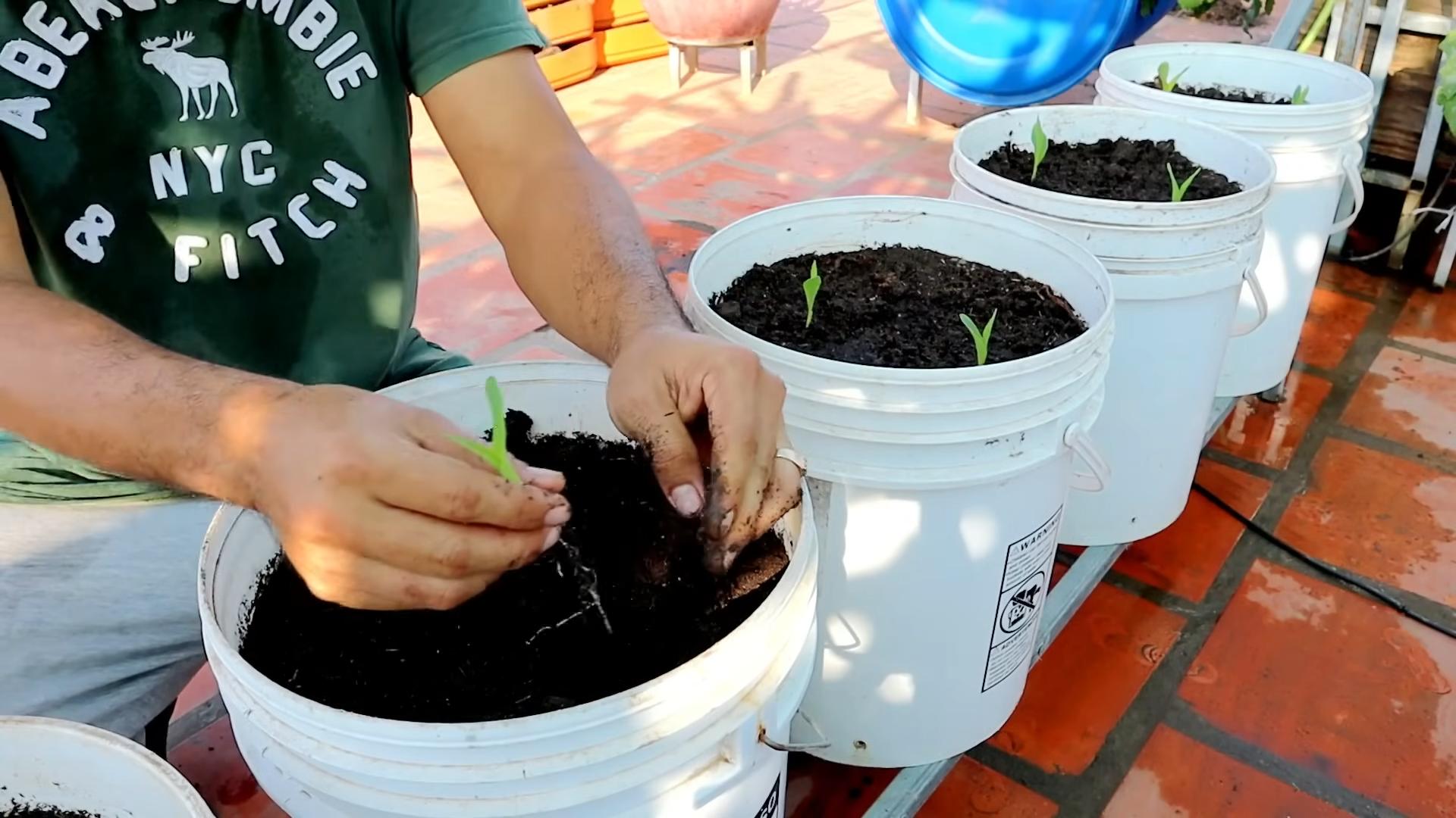 Growing Sweet Corn in Containers