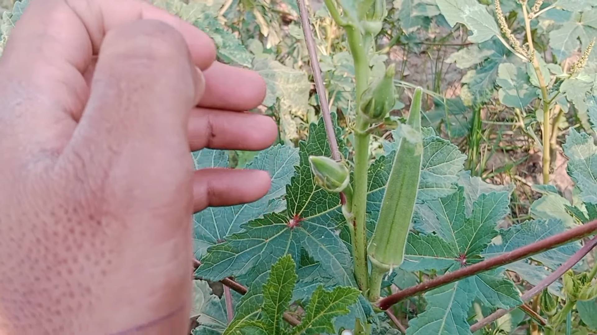 Okra Farming Tips