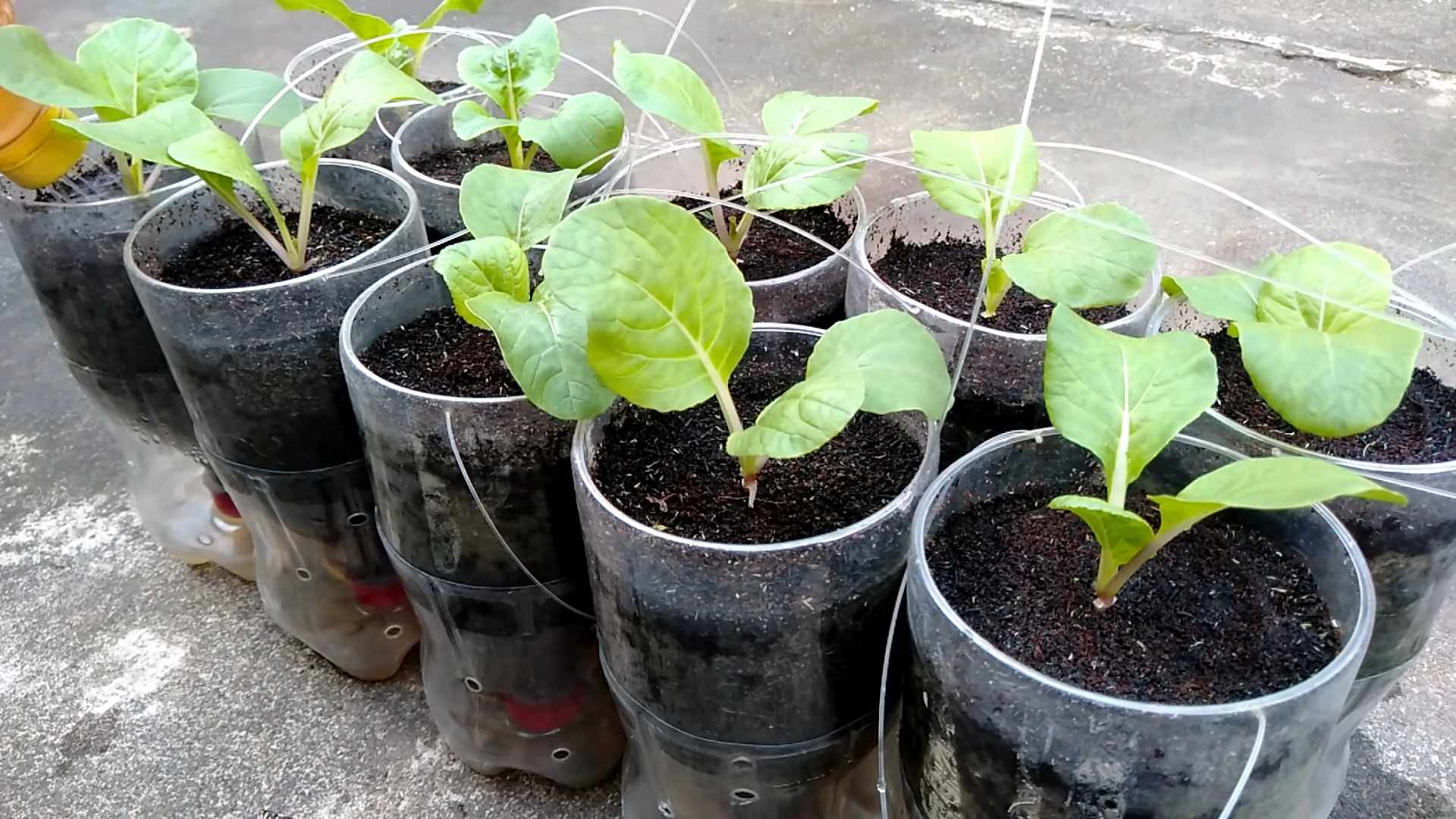 Grow Pechay at Home