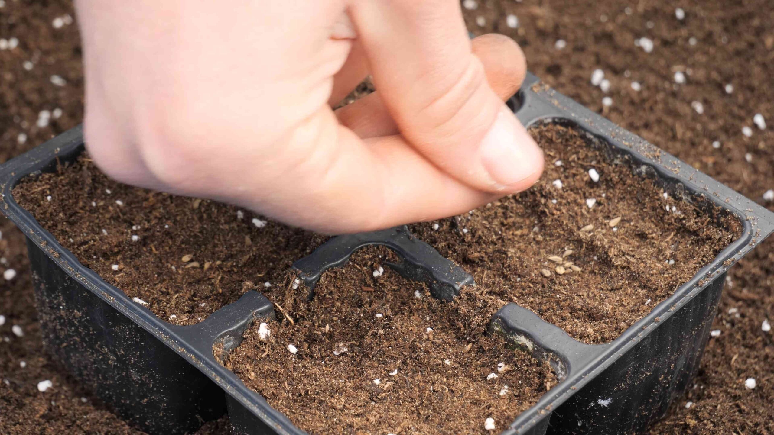 Growing Parsley for Beginners