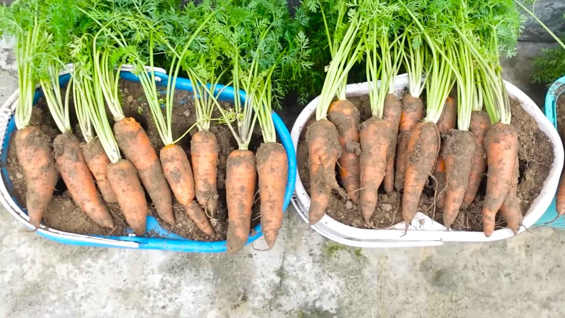 Grow Carrots Indoors Container