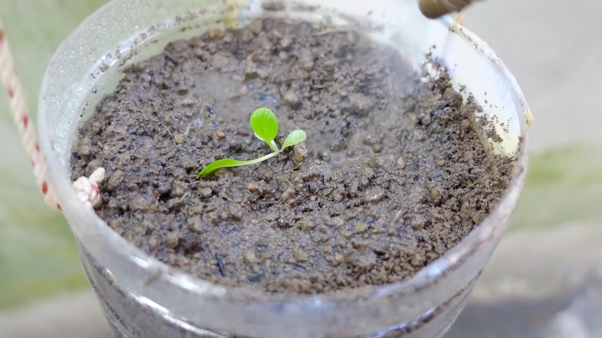 Growing Red Leaf Lettuce