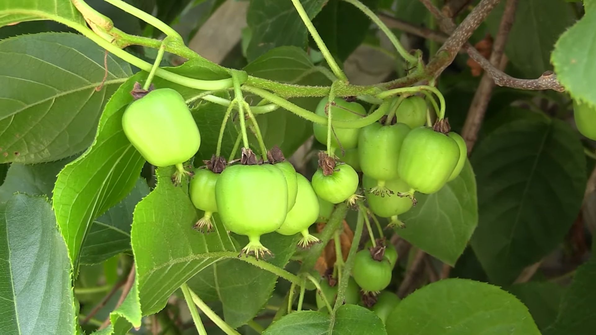 Growing Kiwi at Home