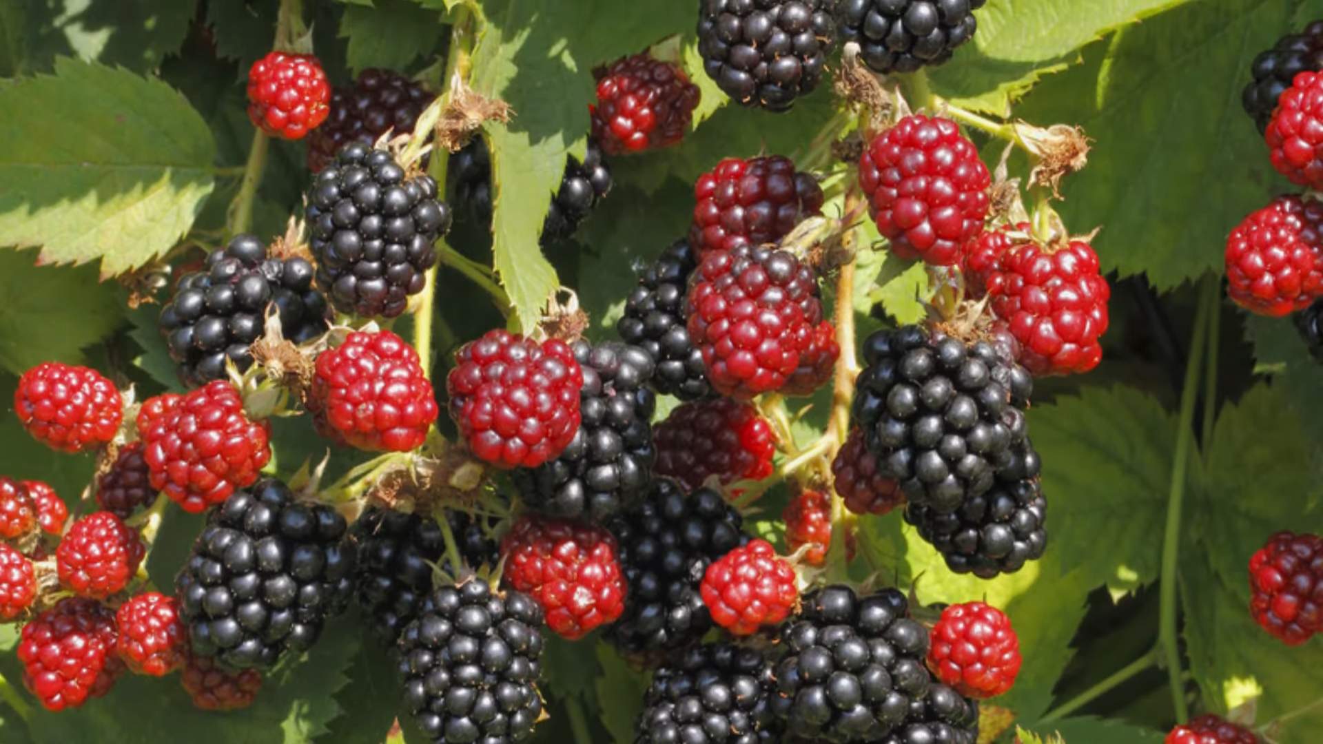 Grow Raspberries at Home