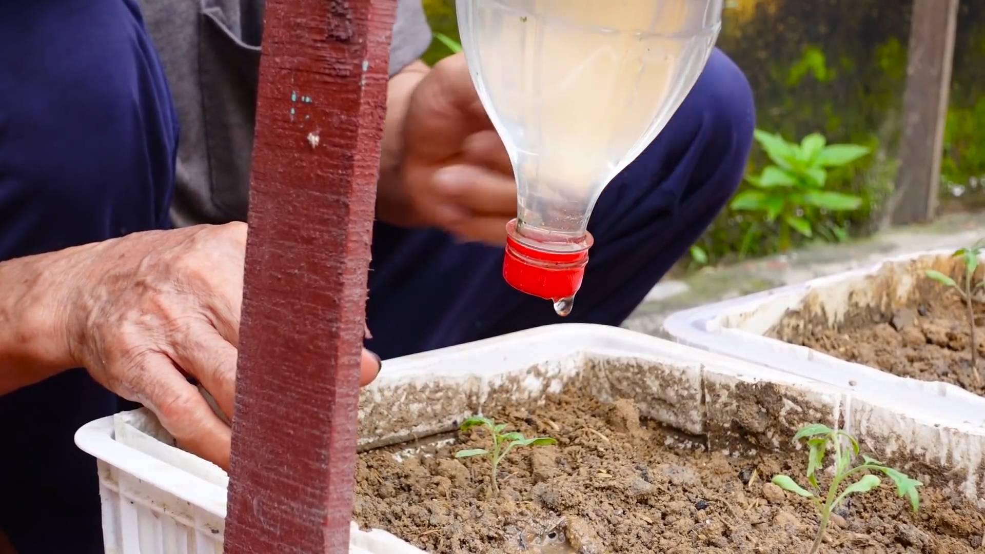 Growing Tomatoes from Seed